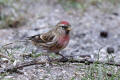 Redpoll