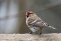 Redpoll