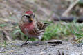 Redpoll