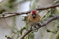 Redpoll