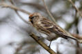 Redpoll