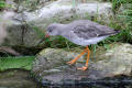 Redshank