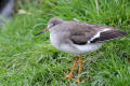 Redshank