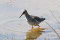 Redshank