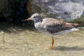 Redshank