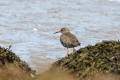 Redshank