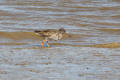 Redshank