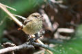 Juvenile Redstart