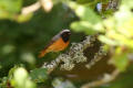 Redstart