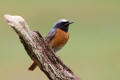 Redstart