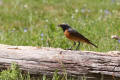 Redstart