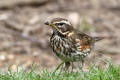 Redwing