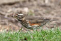 Redwing