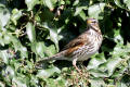 Redwing