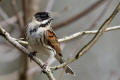 Reed Bunting