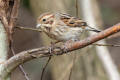 Reed Bunting