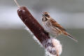 Reed Bunting