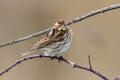 Reed Bunting