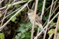 Reed Warbler