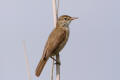 Reed Warbler