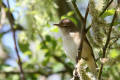 Reed Warbler