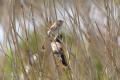 Reed Warbler