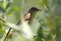 Reed Warbler