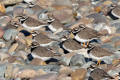 Ringed Plover