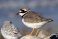 Ringed Plover