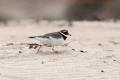 Ringed Plover