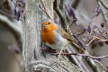 Robin