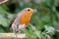 Robin