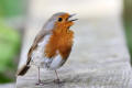 Robin