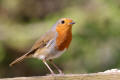 Robin