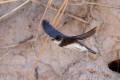 Sand Martin