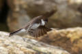 Sand Martin