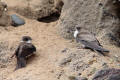 Sand Martin