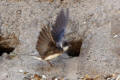 Sand Martin