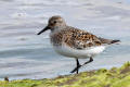 Sanderling