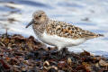 Sanderling