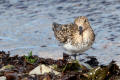 Sanderling