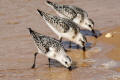 Sanderling