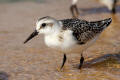 Sanderling