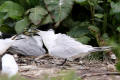 Sandwich Tern