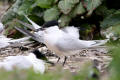 Sandwich Tern