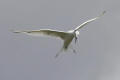 Sandwich Tern