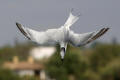 Sandwich Tern