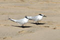 Sandwich Tern