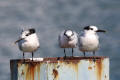 Sandwich Tern