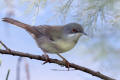 Sardinian Warbler